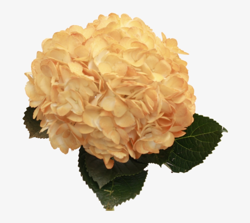 Orange Hydrangea, transparent png download