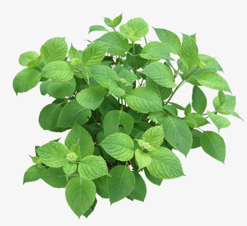 Hydrangea Branch For Renderings - Does Parsley Look Like, transparent png download