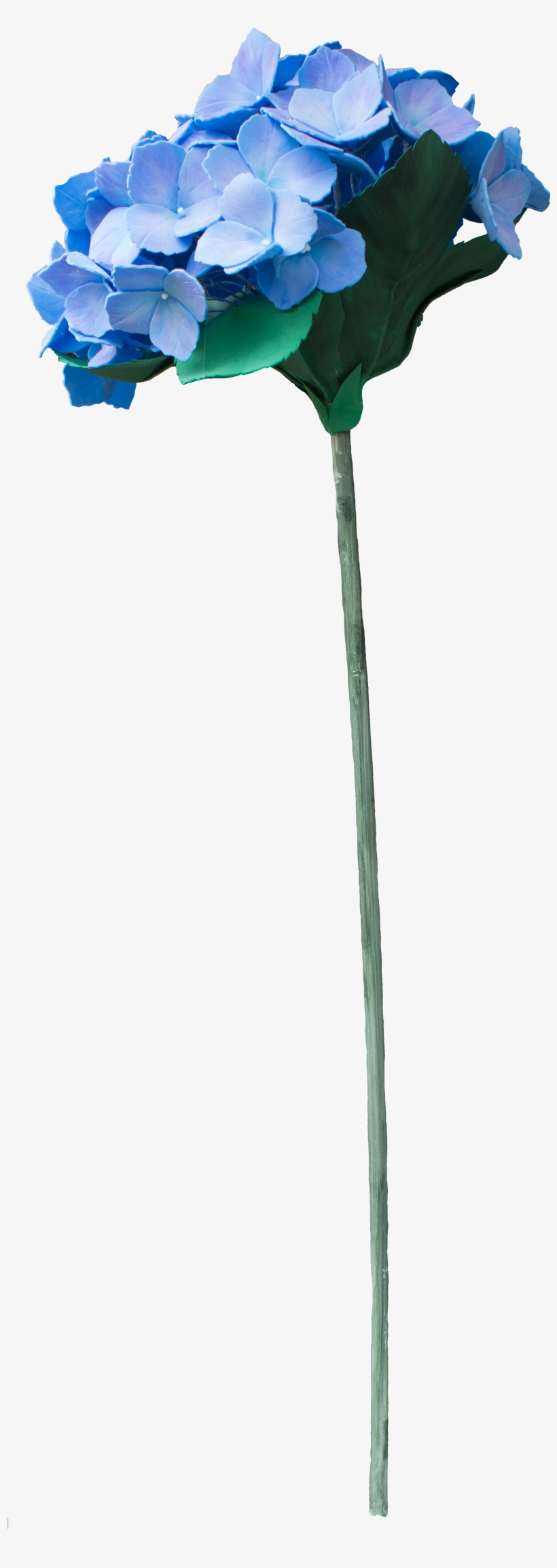 Hydrangea Png - Hydrangea, transparent png download