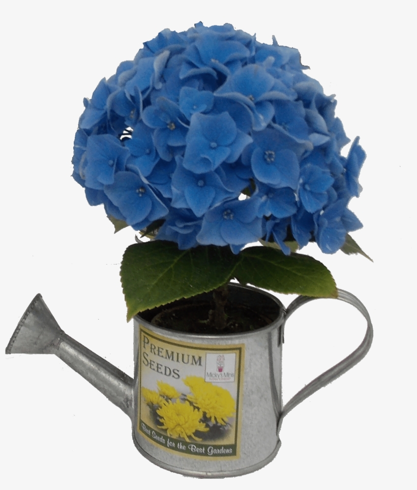 2″ Assorted Hydrangeas - Hydrangea, transparent png download