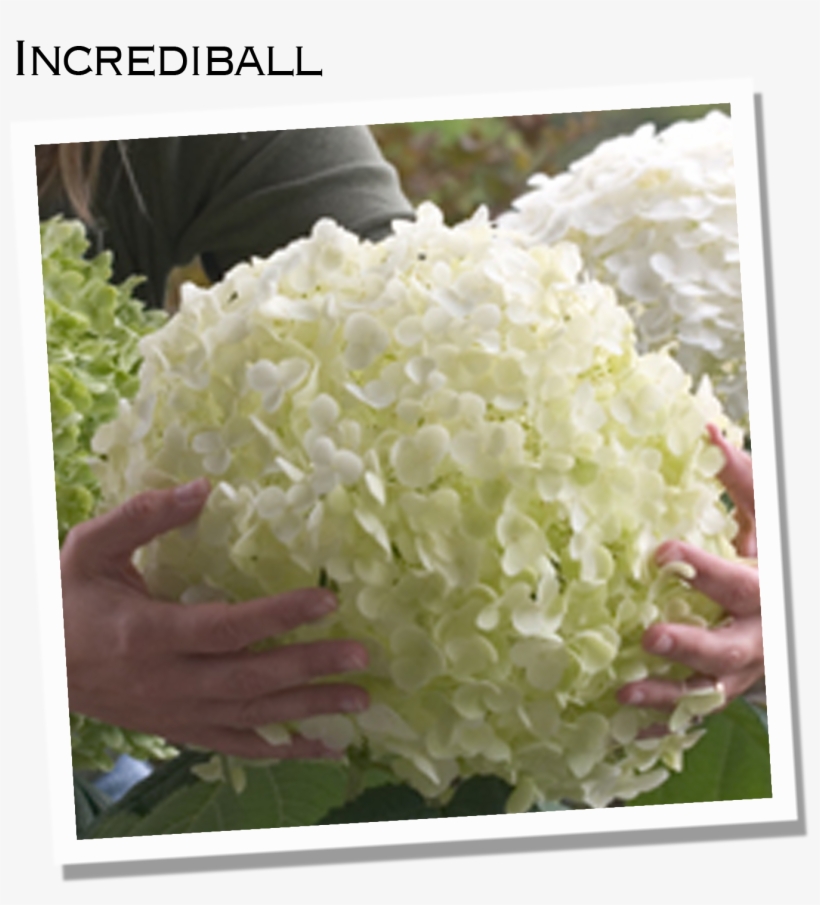 Along The Same Lines As Incrediball Is Another Annabelle - Hydrangea ''incrediball'' In Size, transparent png download