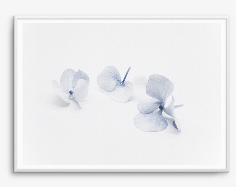 Three In Blue - Sand Dollar, transparent png download