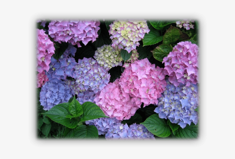 Conditions For Hydrangeas - Hydrangea, transparent png download