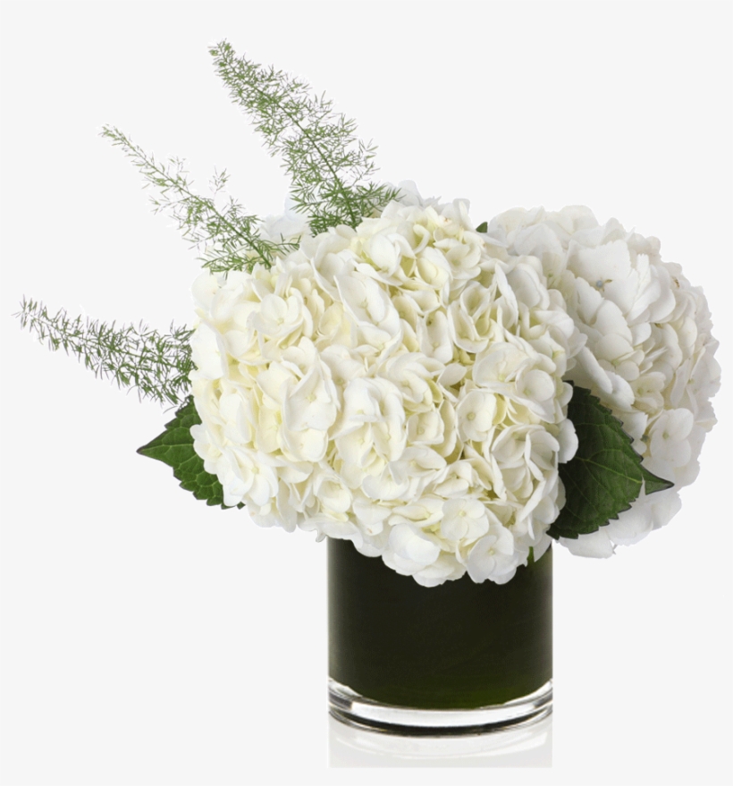 Classic White Hydrangea - Flowers - Vanilla - Regular, transparent png download