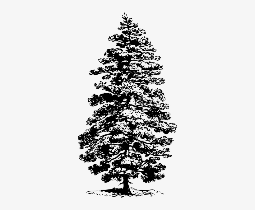 Pine Tree Png Drawing