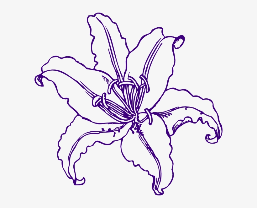 Purple Lilly Clip Art - Lilly Clipart, transparent png download