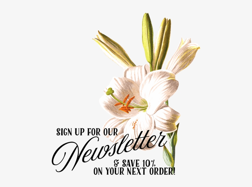 Keep In Touch - Familiar Garden Flowers 1907 White Lily Poster Print, transparent png download