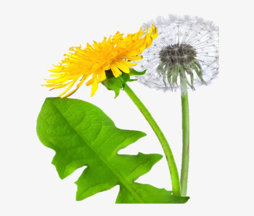 Dandelion Png - Одуванчик Пнг, transparent png download