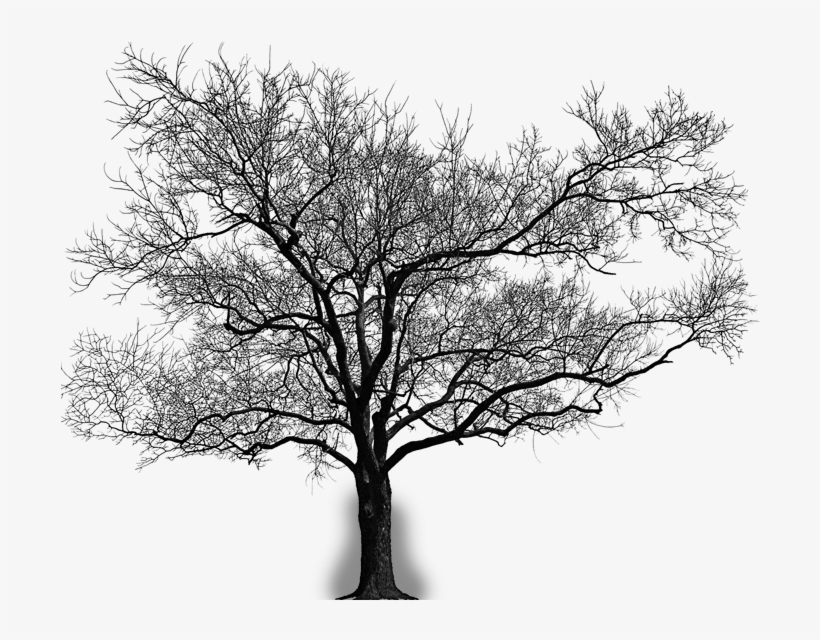 Curtido Curtir Compartilhar - Light In The Dark (ebook), transparent png download