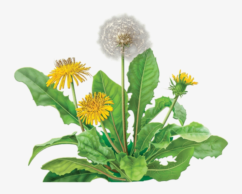 Free Png Dandelion Png Images Transparent - Dandelion Png, transparent png download