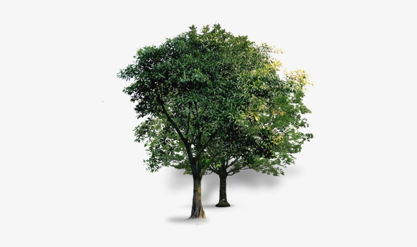 Curtido Curtir Compartilhar - Arboles De Bonsai Png, transparent png download