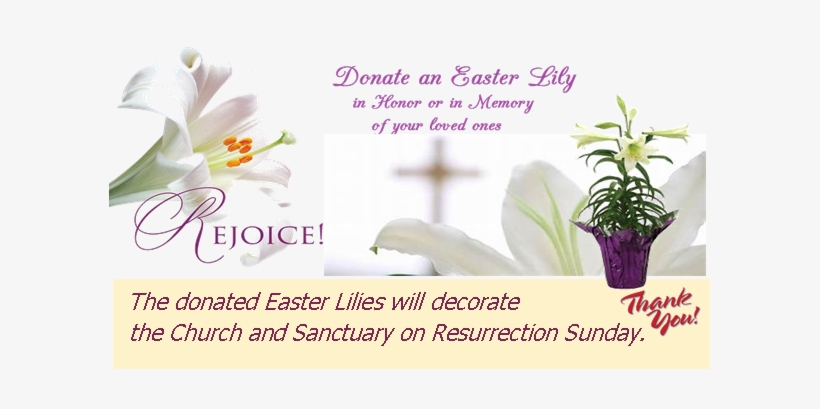 Donate An Easter Lily - Lily, transparent png download
