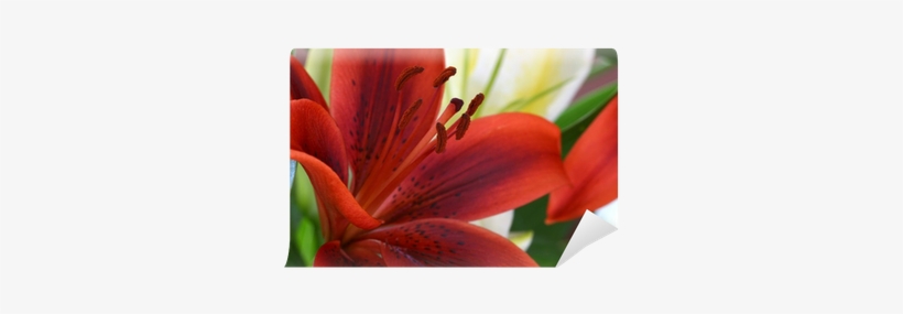 Red Lilies, transparent png download