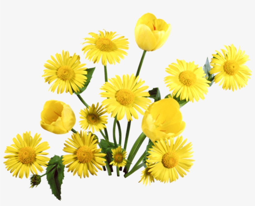 Free Png Dandelion Png Images Transparent - Dandelion Png, transparent png download