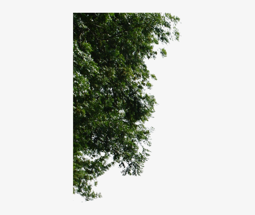 Background • Png Principal • Asa • Textura • Arvore - Corner Tree For Photoshop Png, transparent png download