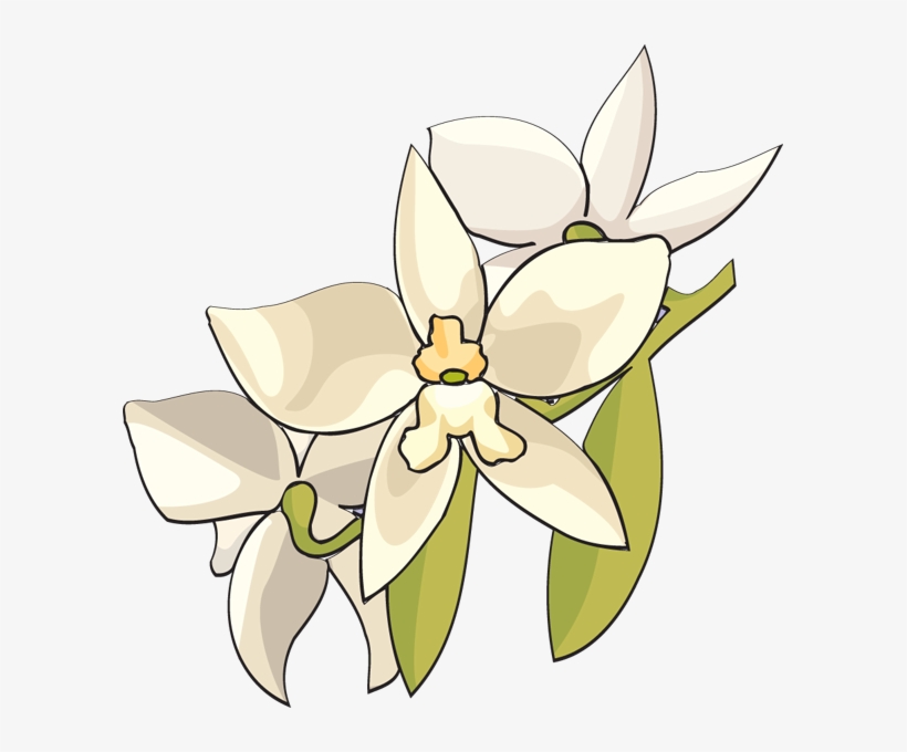White Orchid Flower Clipart - White Orchid Flower Clip Art, transparent png download
