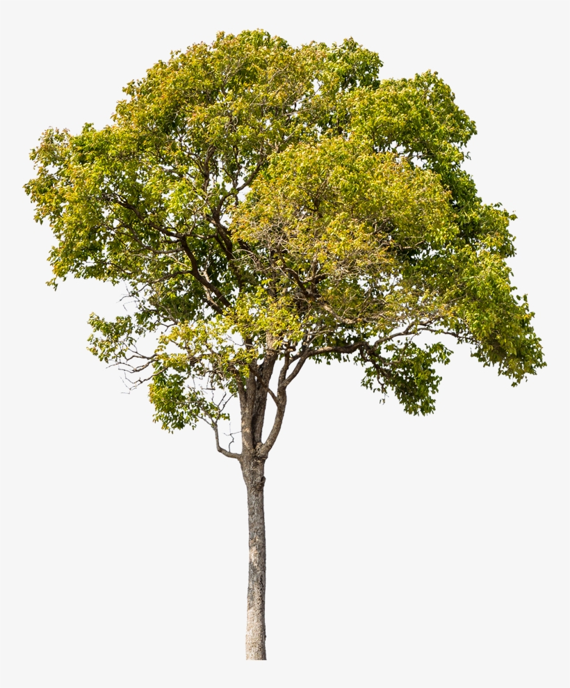 E Prepare-se Para Elevar Suas Emoções - Tree Png For Architect, transparent png download