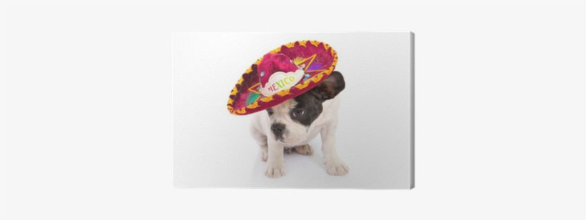 French Bulldog Puppy In Mexican Sombrero Over White - Mexican Puppy, transparent png download