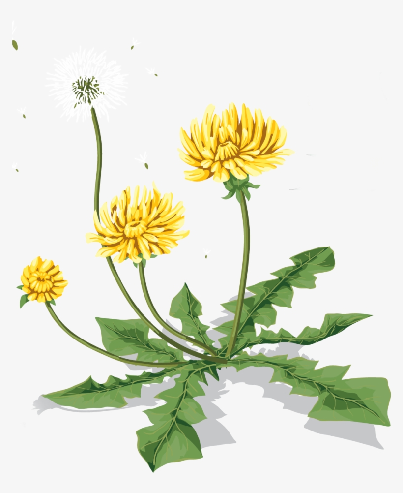 Go To Image - Кульбабка Png, transparent png download
