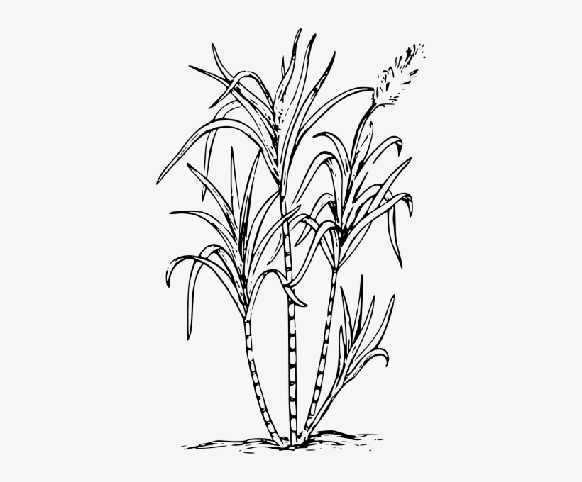 Sugar Cane Clipart Png, transparent png download