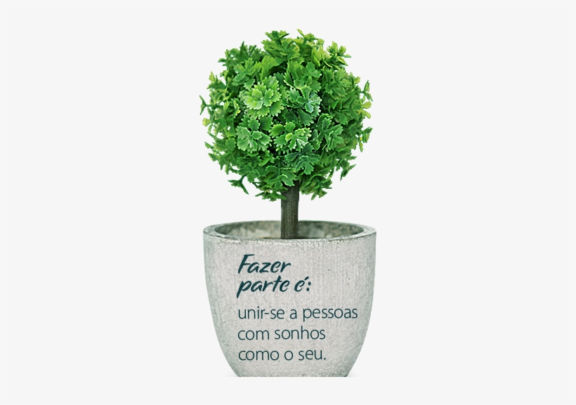 Arvore - Perfect Tree For A Pot, transparent png download
