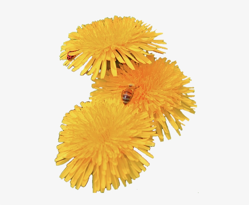Source - - Yellow Dandelions Png, transparent png download