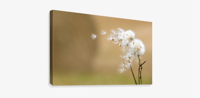 Dandelion Fluff Canvas Print - Dandelion Fluff Canvas Art - John Short Design, transparent png download