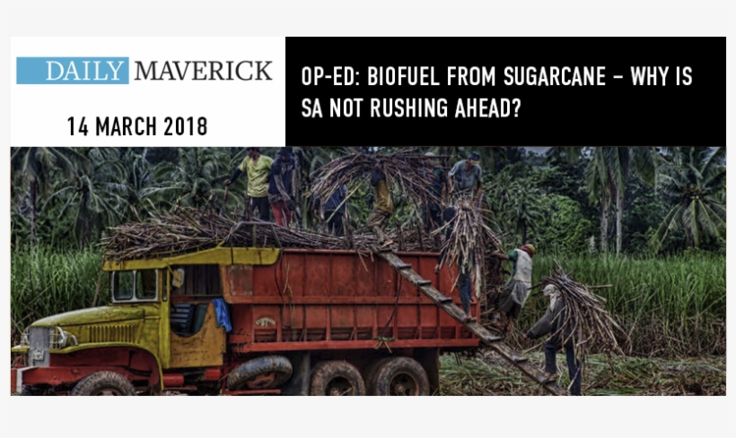 Biofuel From Sugarcane Why Is Sa Not Rushing Ahead - Sabal Palmetto, transparent png download