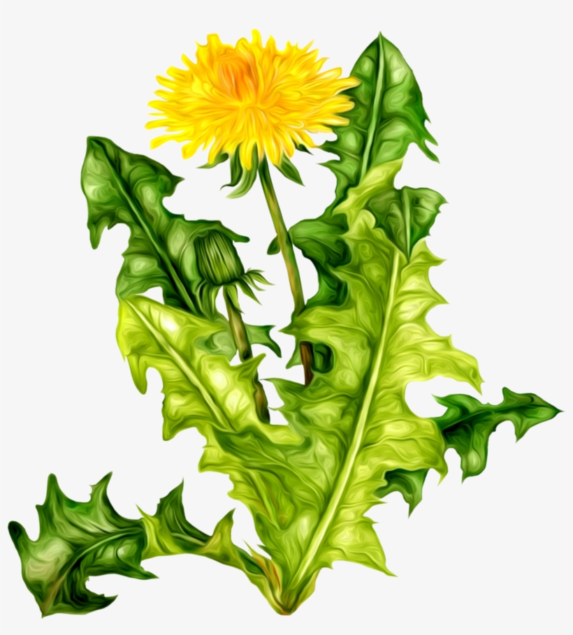 Free Png Dandelion Png Images Transparent - Одуванчик Клипарт, transparent png download