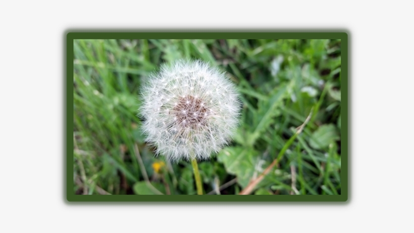 Regina Begins - Dandelion-spraying - Charlottetown, transparent png download