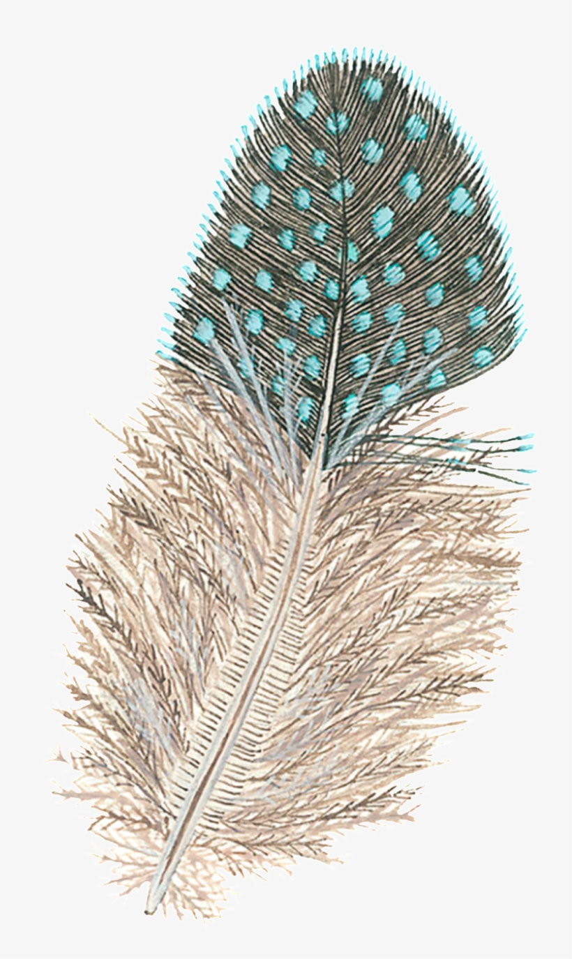 Pond Pine, transparent png download