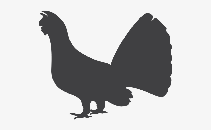 Capercaillie Png, transparent png download