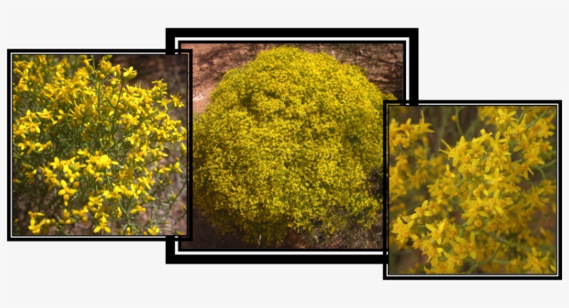 Broom Snakeweed A Native North American Plant, It Can - Goldmoss Stonecrop, transparent png download