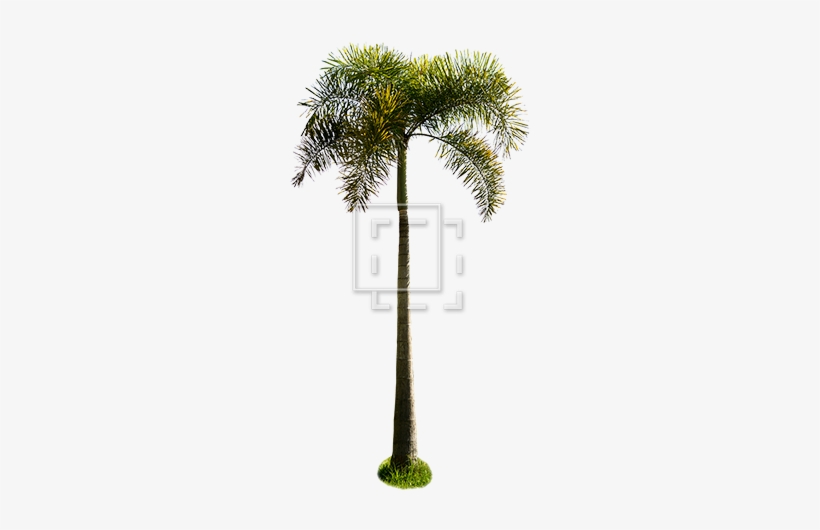 Cutout People - Palm Trees, transparent png download