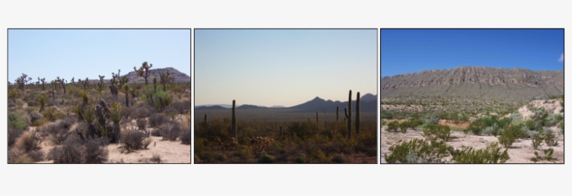 The Distribution Of Larrea Tridentata Essentially Defines - Ecology And Evolution, transparent png download