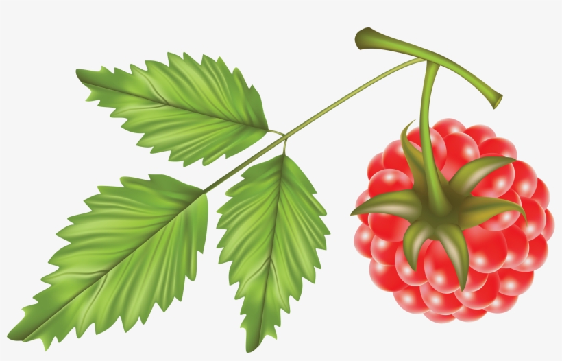 Raspberry Vector, transparent png download