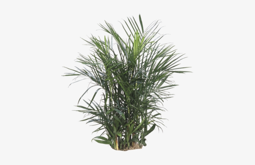Bamboo Palm - Chamaedorea Erumpens, transparent png download