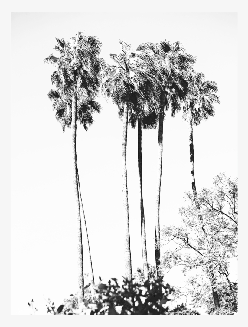 Bw Palm Tree Tropical Art, transparent png download