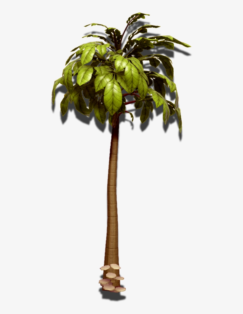 A Hardy Evergreen Tree - Special Tree Rehabilitation Services Ltd., transparent png download