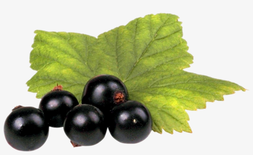 Currants Png, transparent png download