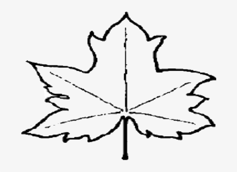 50, 22 May 2009 - Leaf Outline Png File, transparent png download