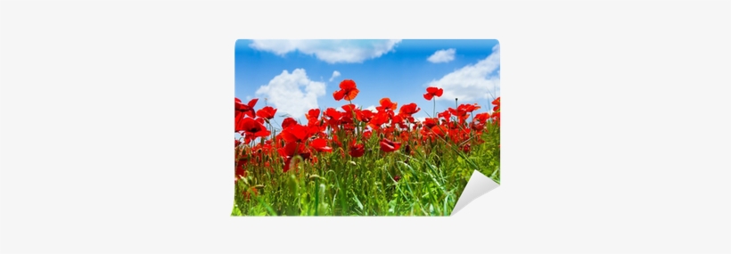 Stock Photography, transparent png download