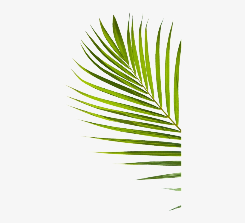 Vodka, transparent png download