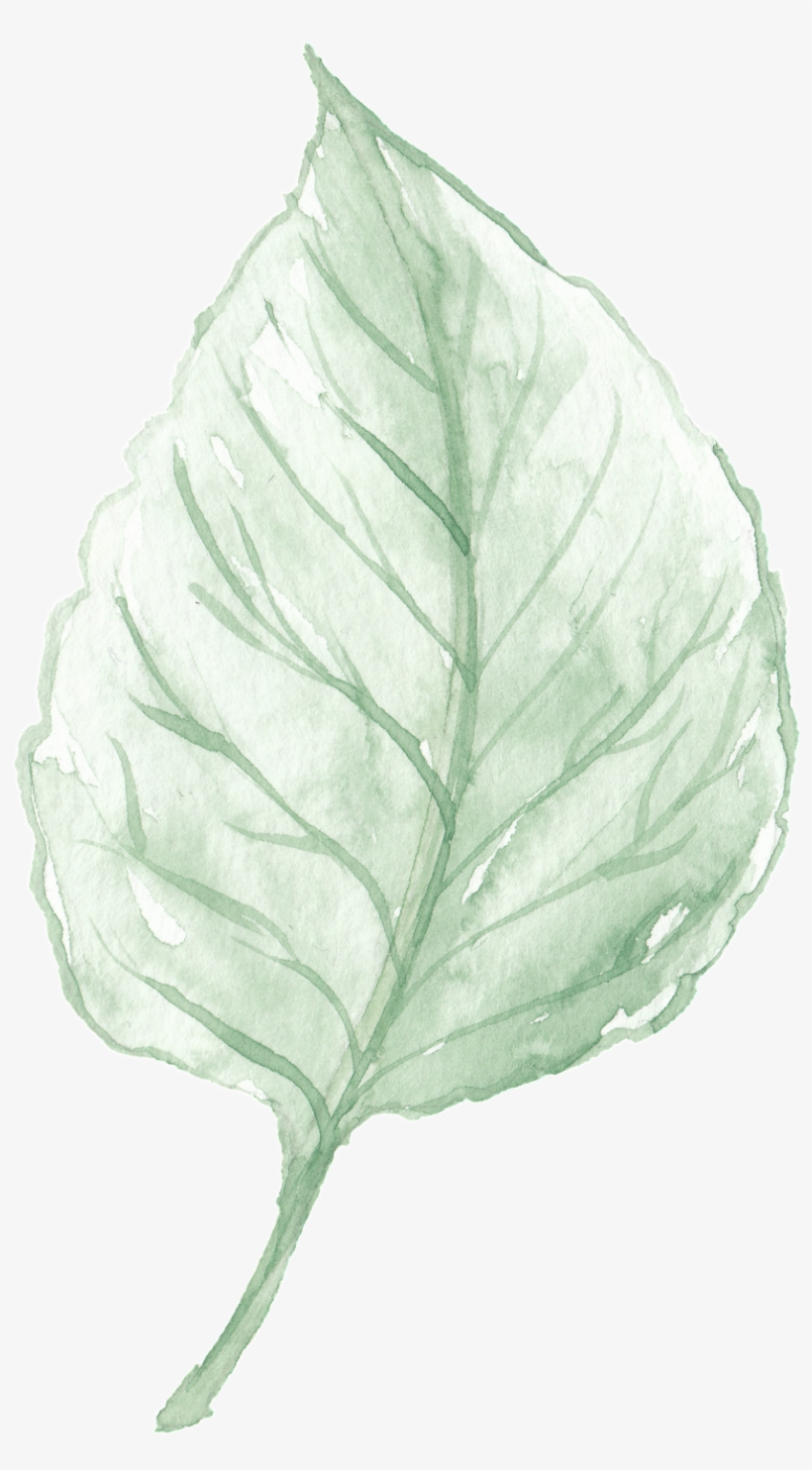 Watercolor Leaves Are Free From Material - Leaf, transparent png download