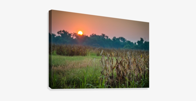 Cornfield Morning Canvas Print - Artist, transparent png download