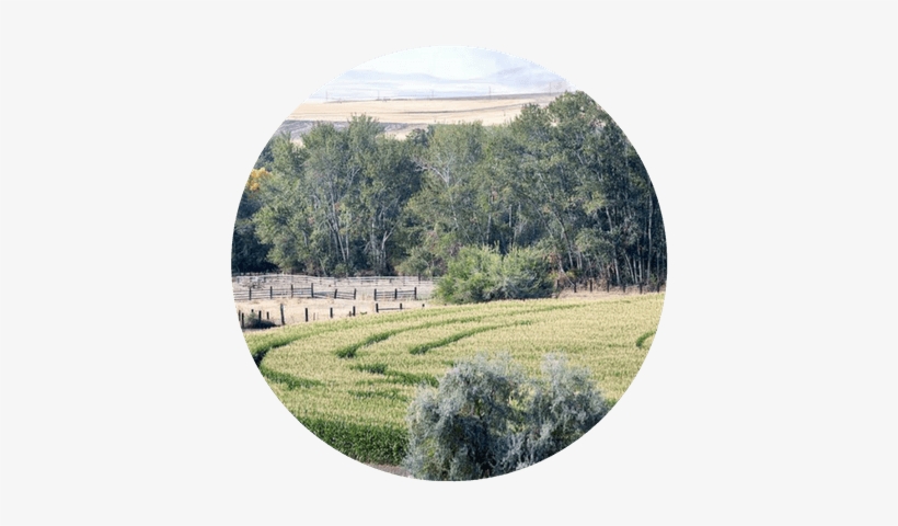 Corn Maze - Echo Corn Maze & Pumpkin Patch, transparent png download