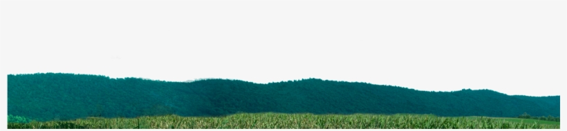 Corn Field Png Download - Grass, transparent png download