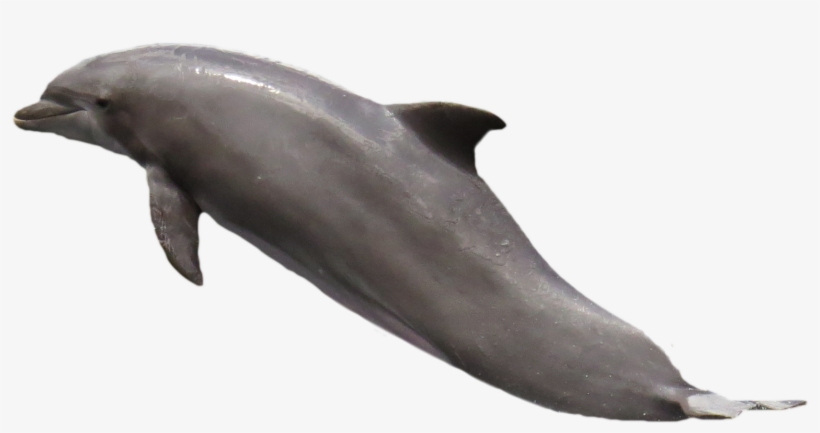Dolphin Png, transparent png download