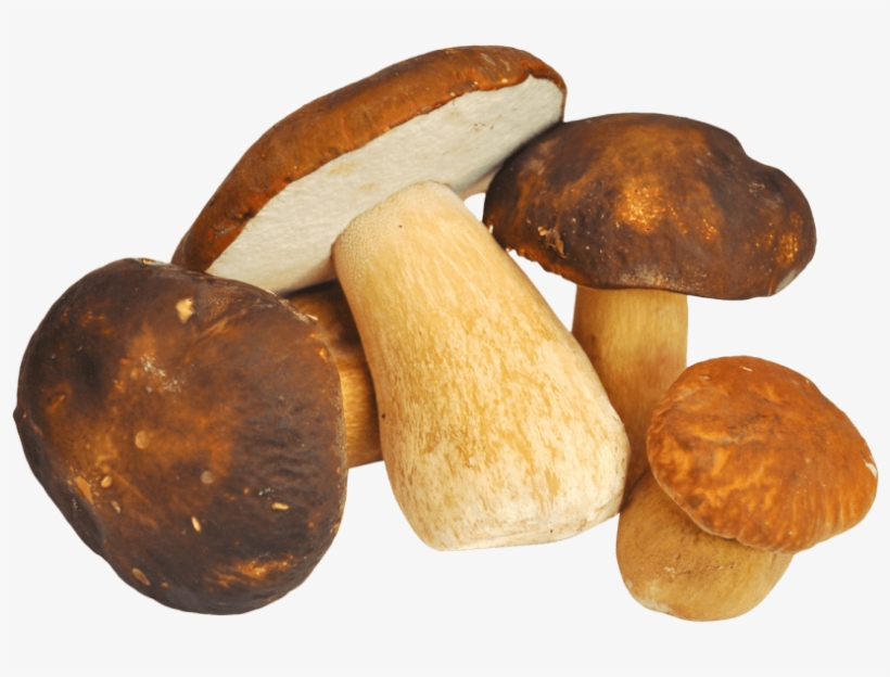Free Png Mushroom Png Images Transparent - Mushroompng, transparent png download