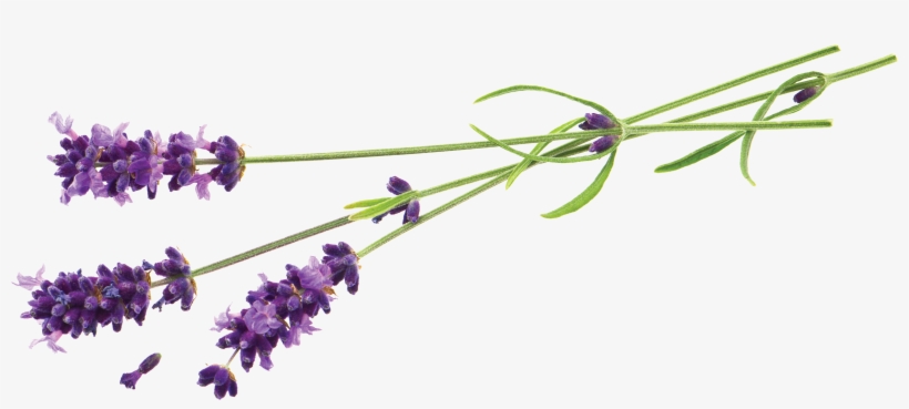 Transparent Lavender Stem - Lavender Foot Peel Mask - Callus And Dead Skin Exfoliation, transparent png download
